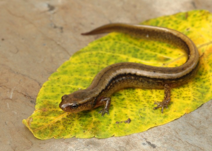 Two-lined Salamander